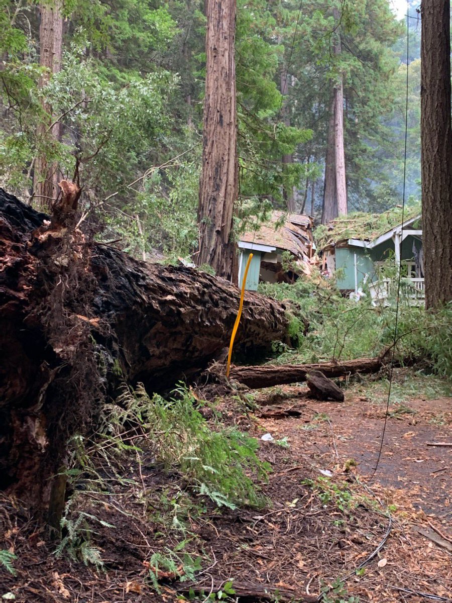 Fallen saint CA Castroville saviour trees,