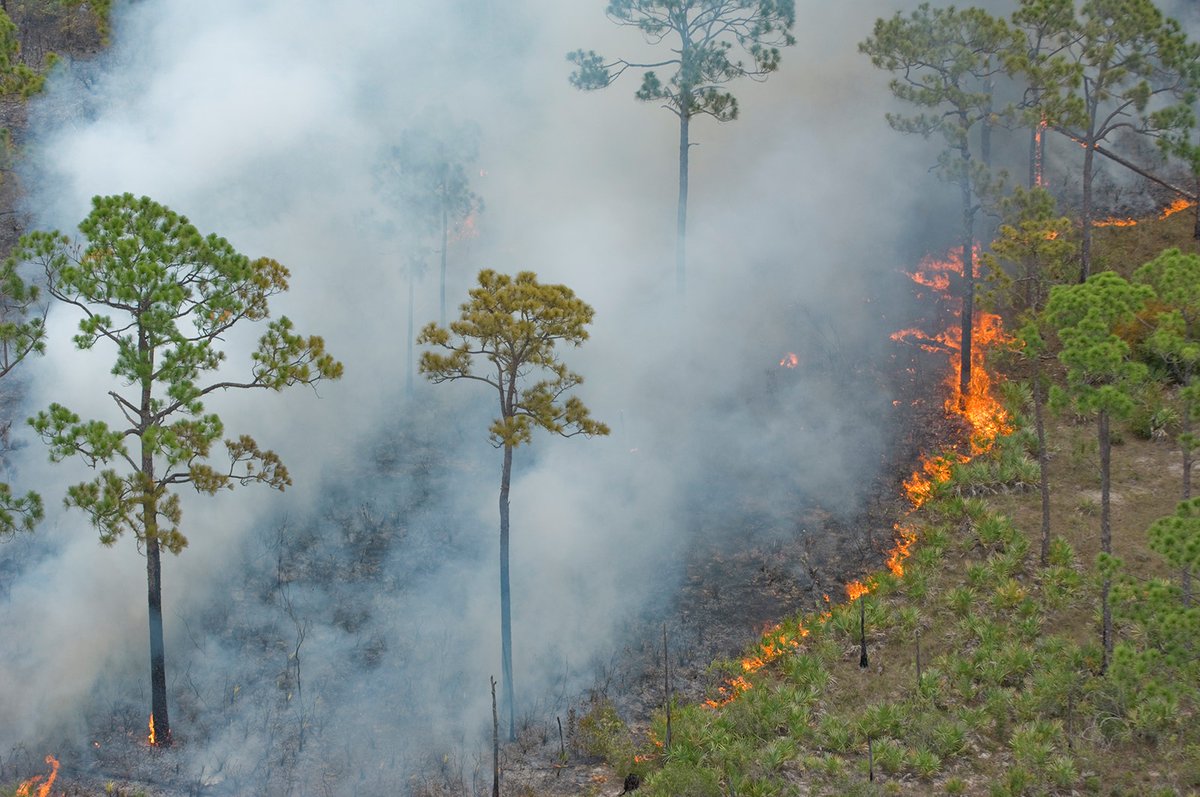 SFWMD plans to conduct a 77-acre prescribed burn today, Feb. 22, in the CREW Management Area located in Collier County