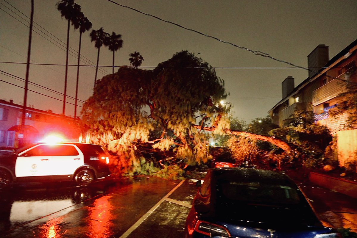 FebruaryRains Heavy rain fall and high winds pound So California Cities. As ground got saturated with 1.5 inches of rain in 7 hours trees start to be uprooted—this 50 footer fell BETWEEN 2 power lines supplying an apartment complex in Sherman Oaks