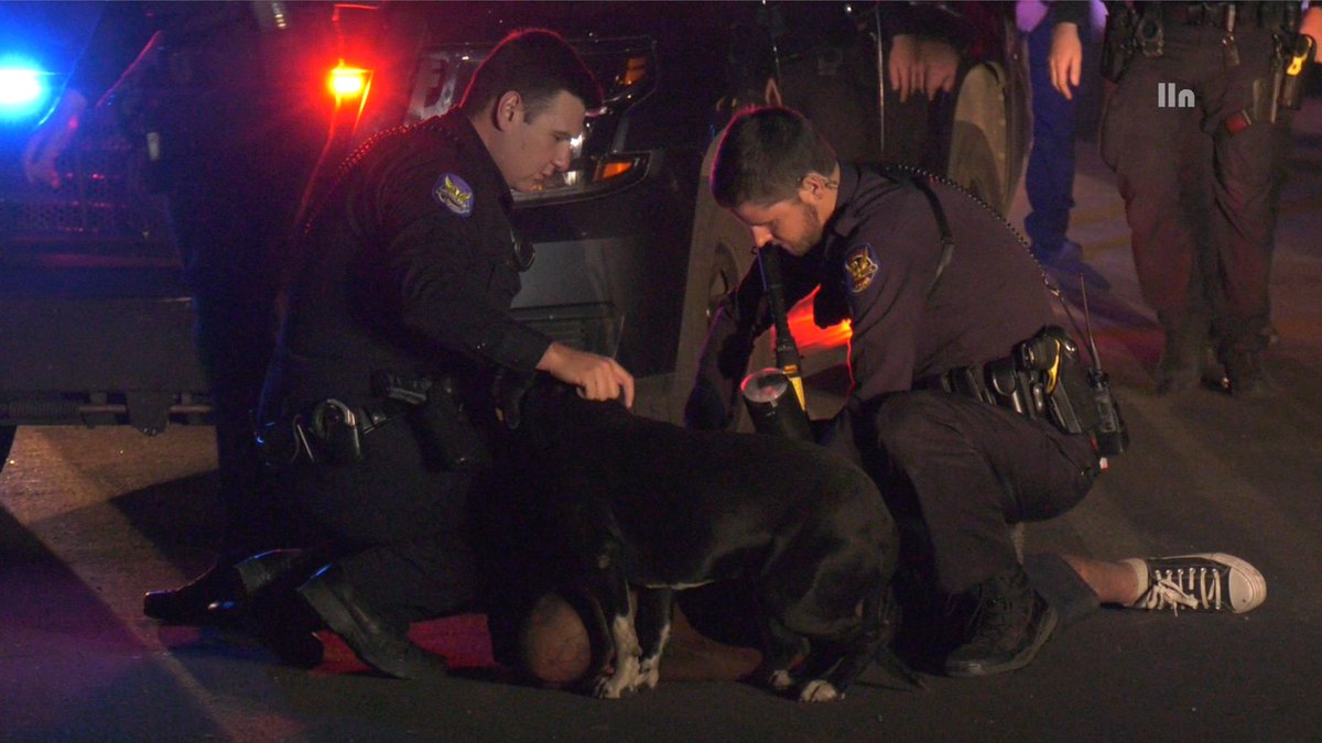 PHOENIX: Maryvale Precinct taking a Pursuit suspect into custody while giving the suspects dog 'Raider' some scritches.