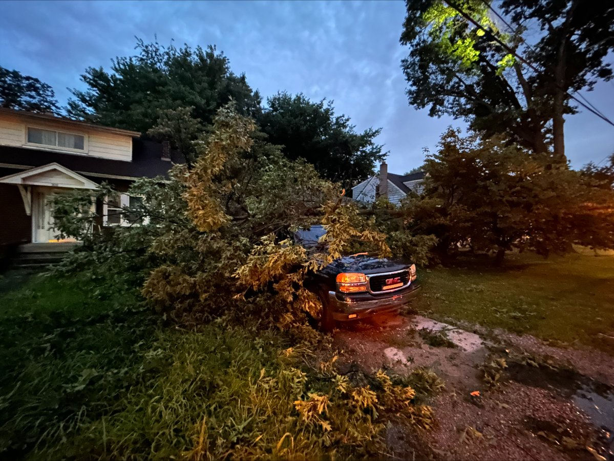 A tree fell on top of a vehicle on Wurtele Avenue in Shively overnight.
