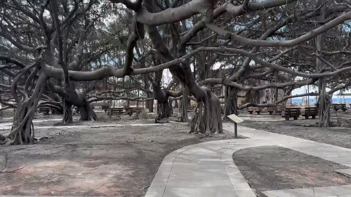 Famous Banyan Tree in Lahaina smoldering at the base, but still standing.