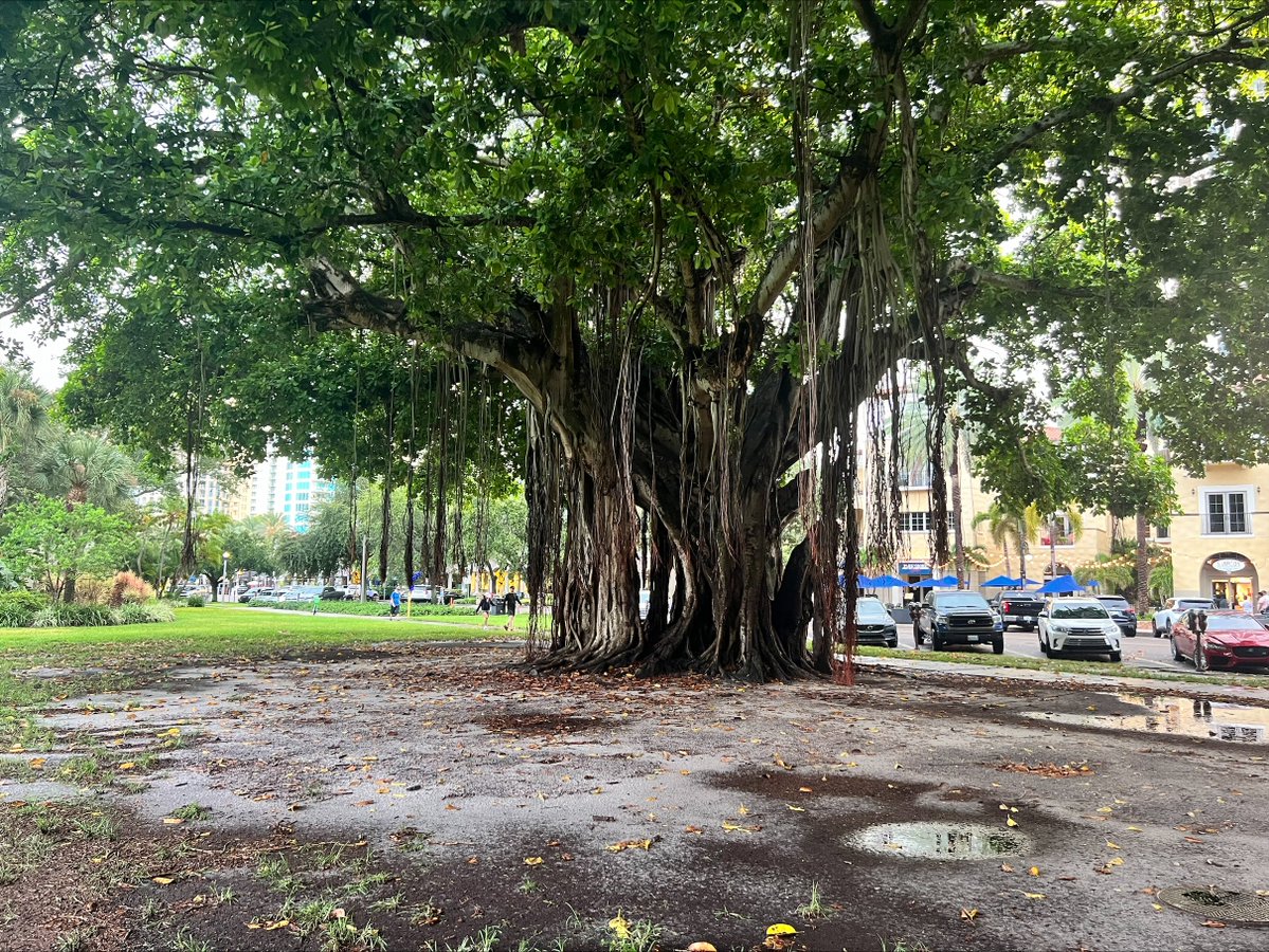 Teen struck by lightning in St. Petersburg dies