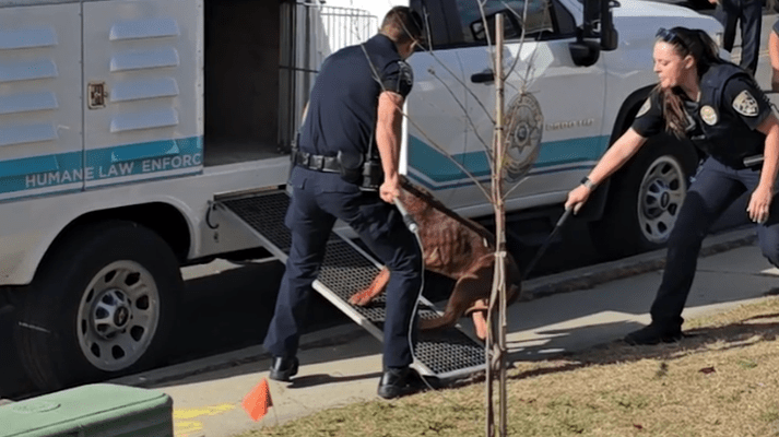 A man is dead after being mauled by his three dogs at a neighborhood park Friday afternoon, according to the San Diego Police Department