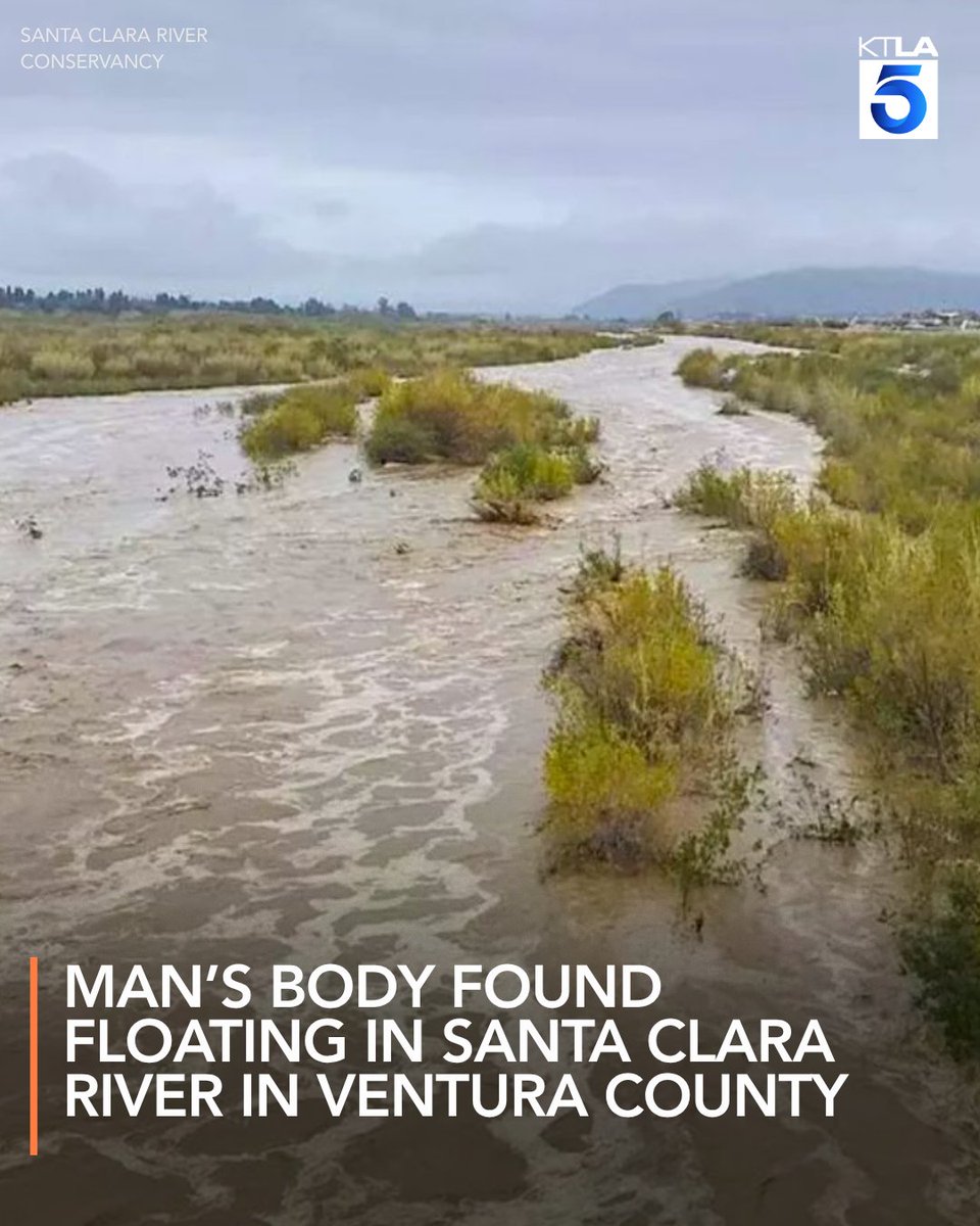 A homicide investigation is underway after a man’s body was found floating in the Santa Clara River in Ventura County