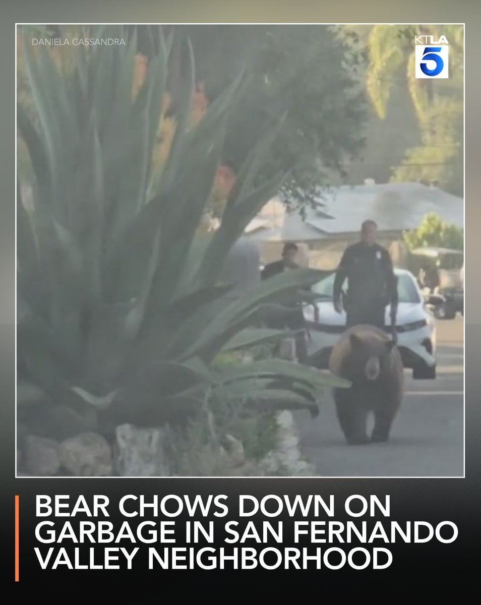 A bear caused a bit of a commotion on the outskirts of Sunland Saturday.