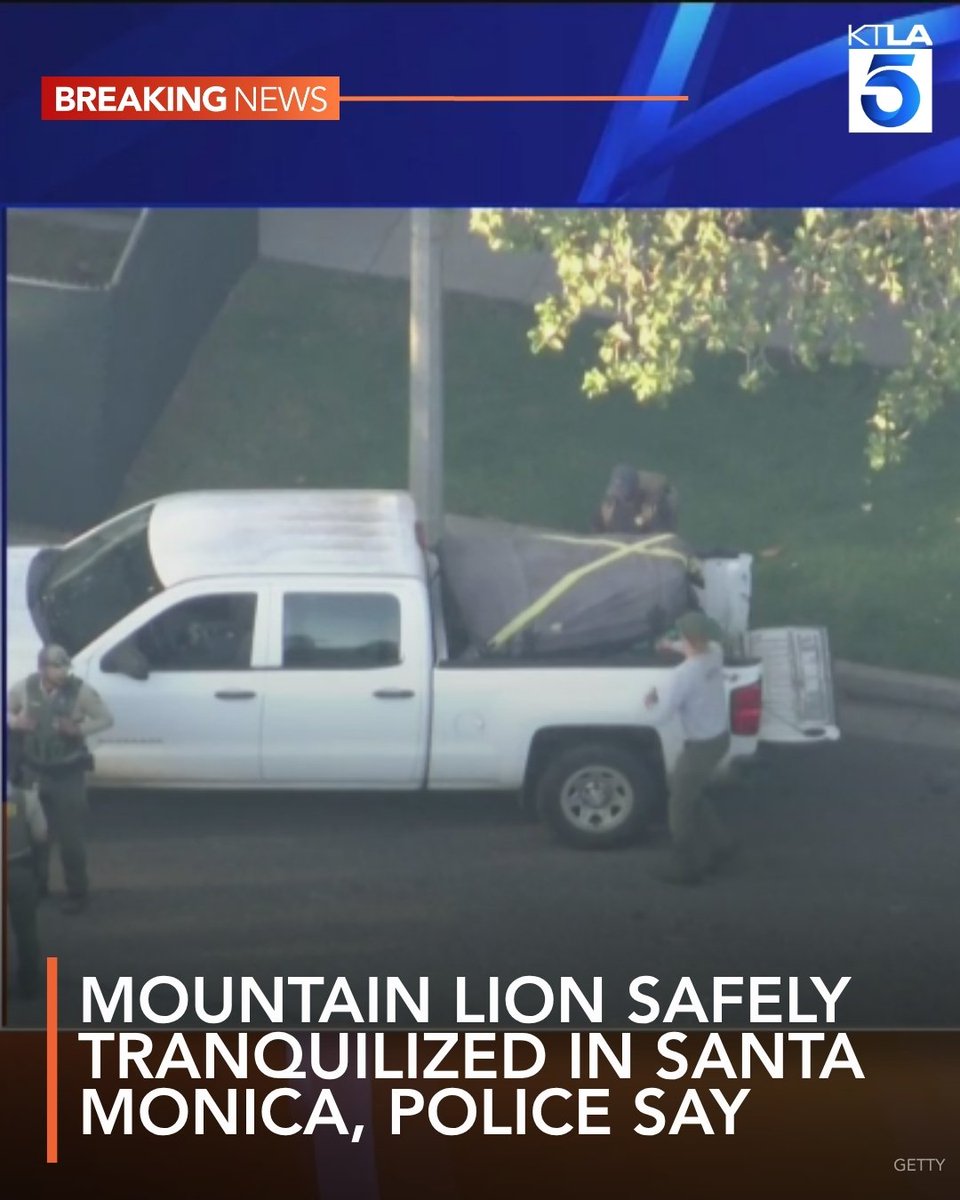 The big cat was captured in a busy Santa Monica neighborhood Friday.
